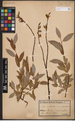Foto von Salix daphnoides Vill.